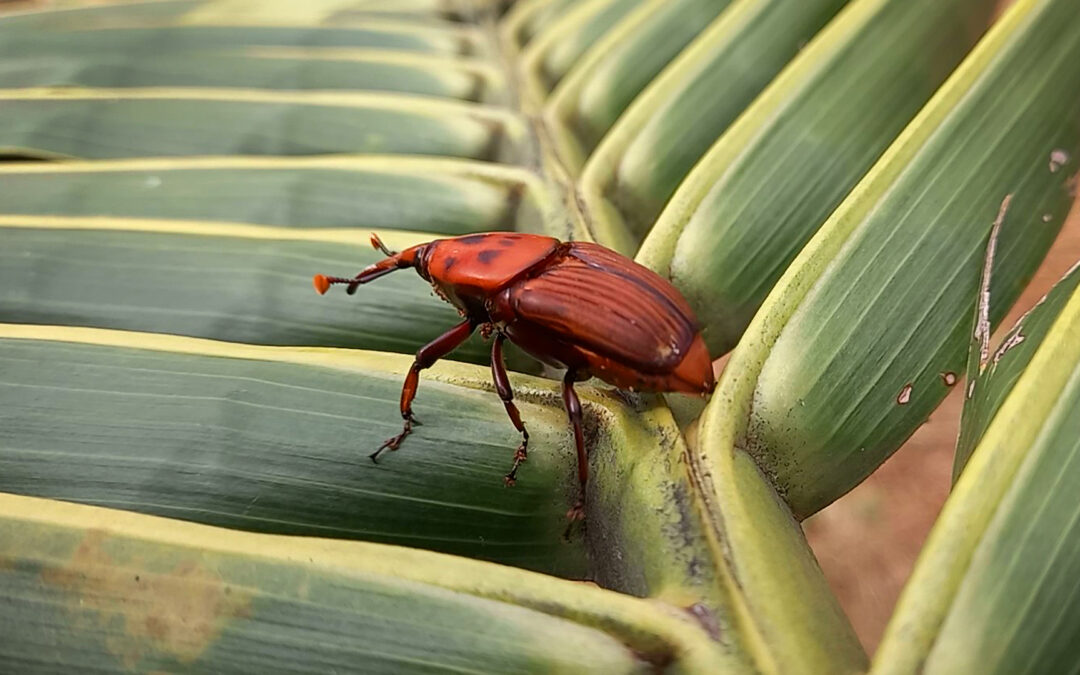 Kumbang Moncong, Tidak Kalah Merugikan Seperti Oryctes